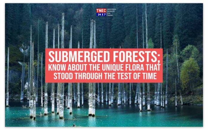 forest