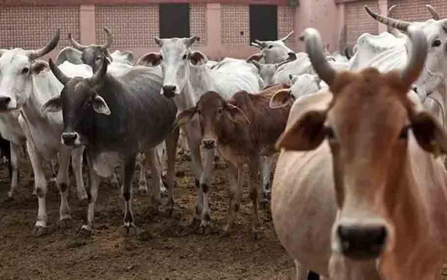 Shortage of beef in Meghalaya, 2022 3 Beef