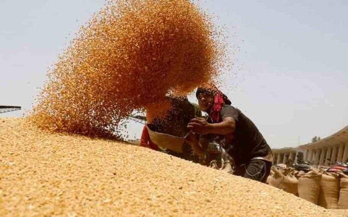 wheat