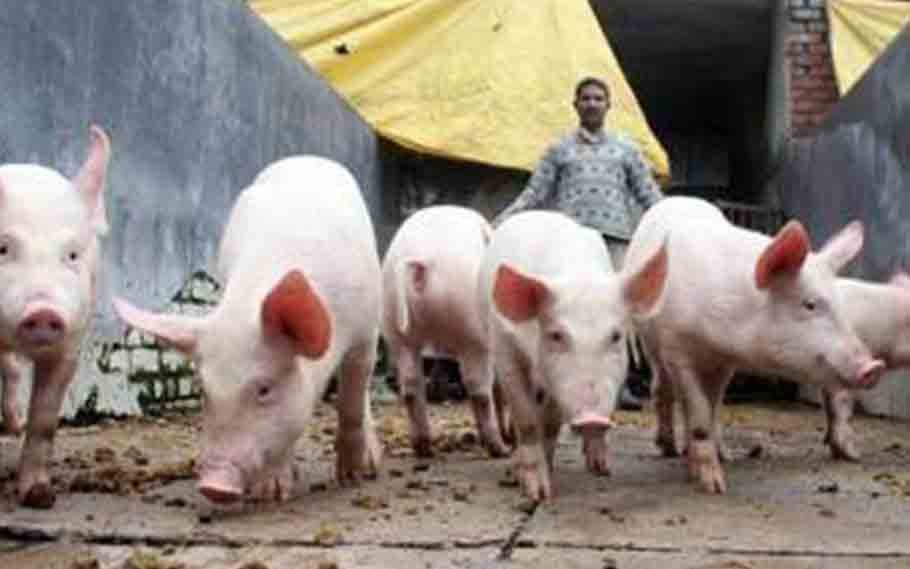 ASF breaks out at 1 piggery farm in Manipur 3 ASF