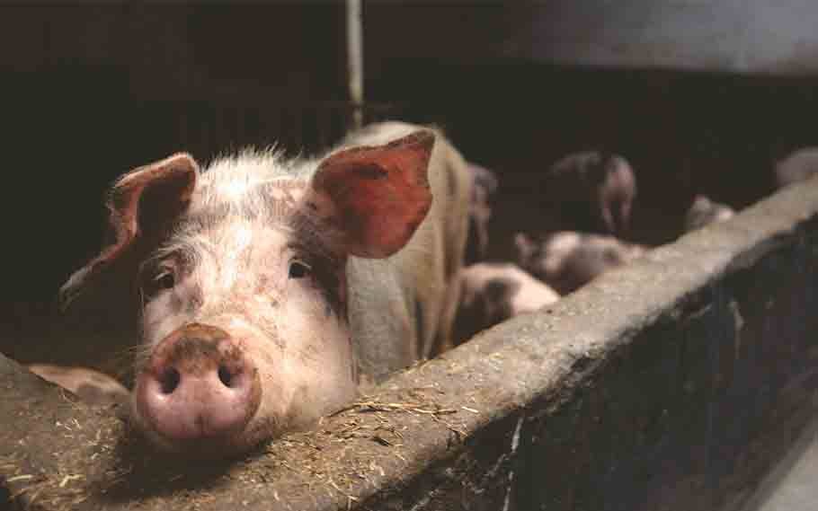 ASF breaks out at 1 piggery farm in Manipur 1 ASF