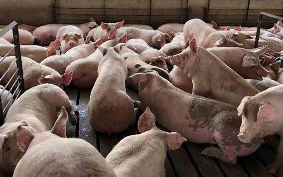 ASF breaks out at 1 piggery farm in Manipur 2 ASF