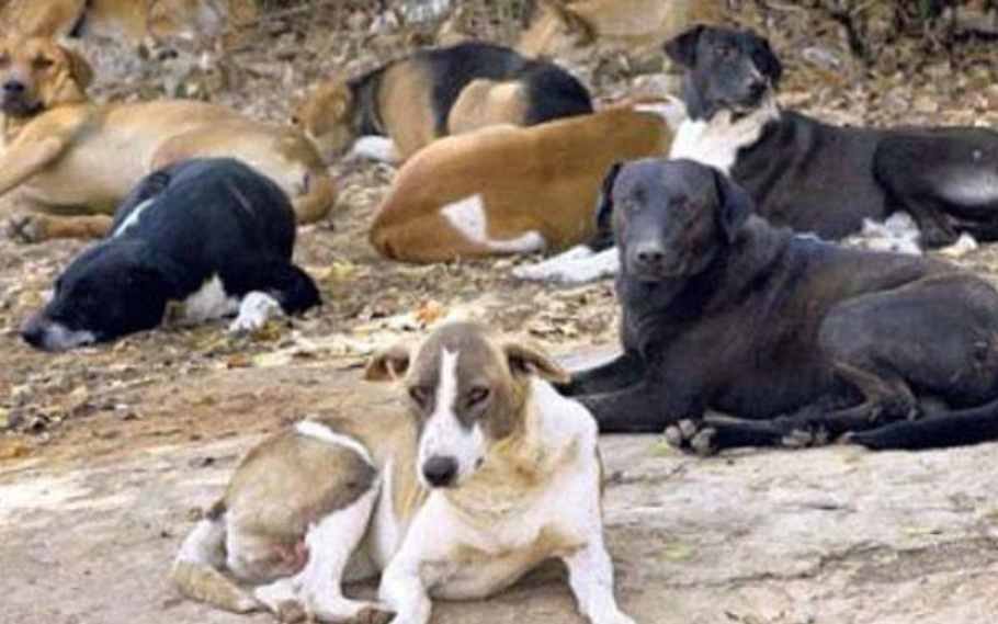 free Bengaluru from stray dogs
