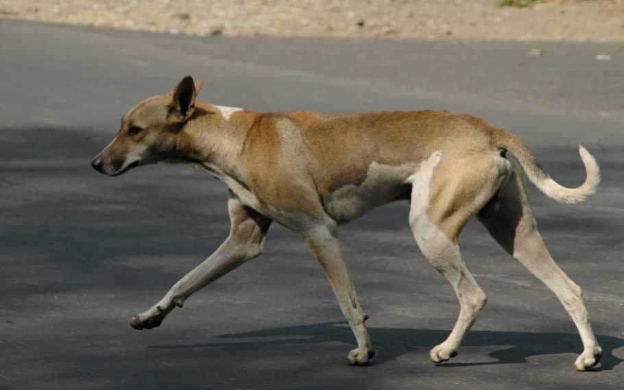 free Bengaluru from stray dogs
