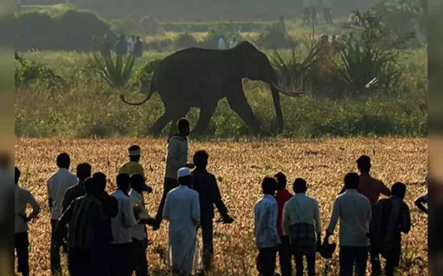 man and animal conflict