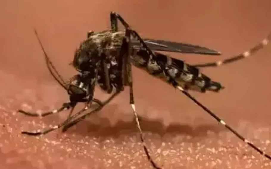 Japanese Encephalitis claims more than 20 lives in Assam 1 Japanese Encephalitis
