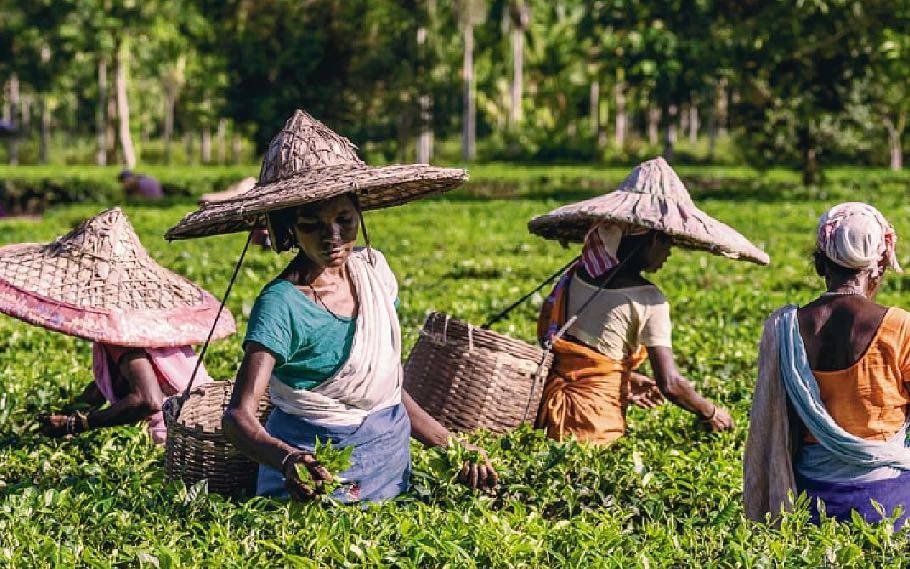 Life of Assam Tea garden 2 tea garden