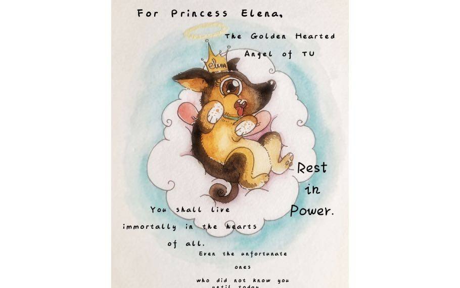 Tezpur University mourns the death of its beloved dog, Elena 1 Elena 2