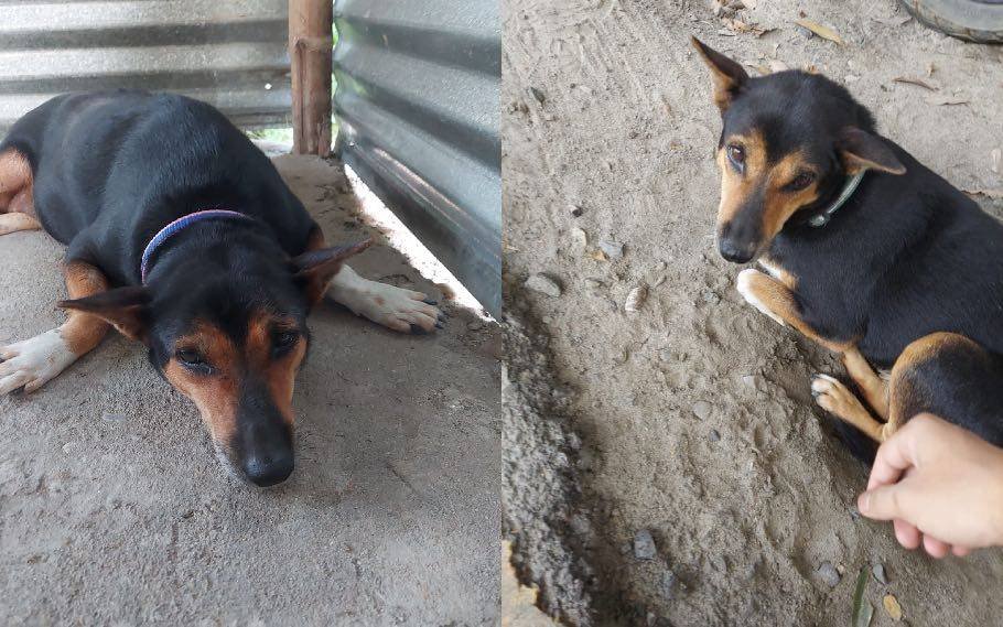 Tezpur University mourns the death of its beloved dog, Elena 2 Elena 3