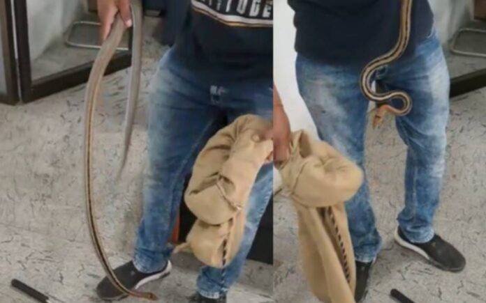 snake inside LGBI airport