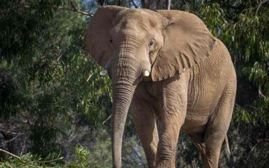 Assam: Woman trampled to death by an elephant 1 death by an elephant