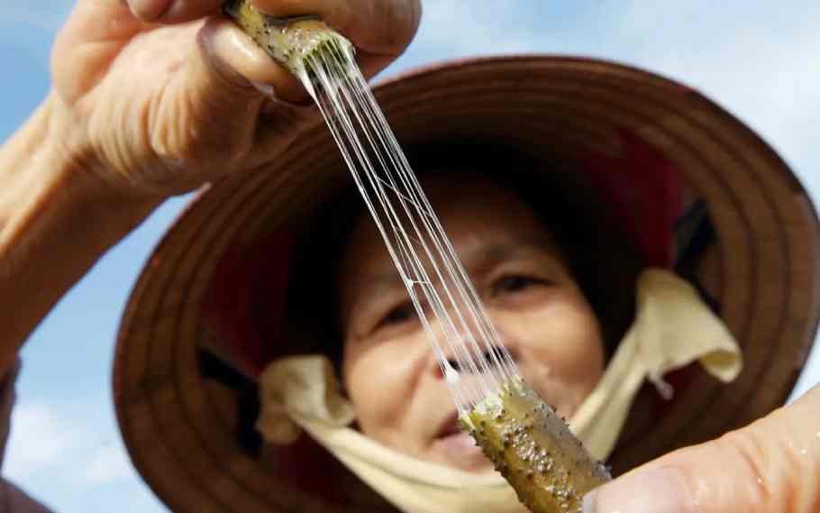 6 Sustainable Vegan Silks that do not harm any insect larva 2 Sustainable Vegan Silk
