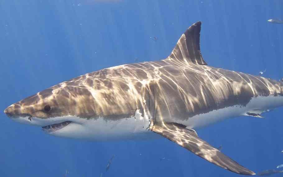 Did you know sharks love Internet cables? 2 Sharks
