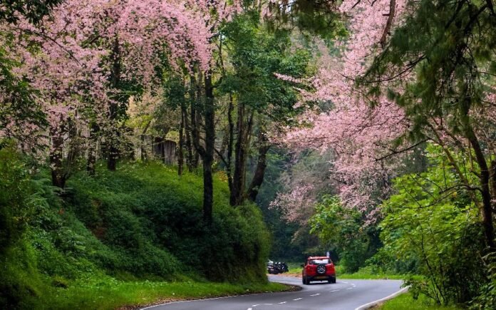 Shillong cherry blossom