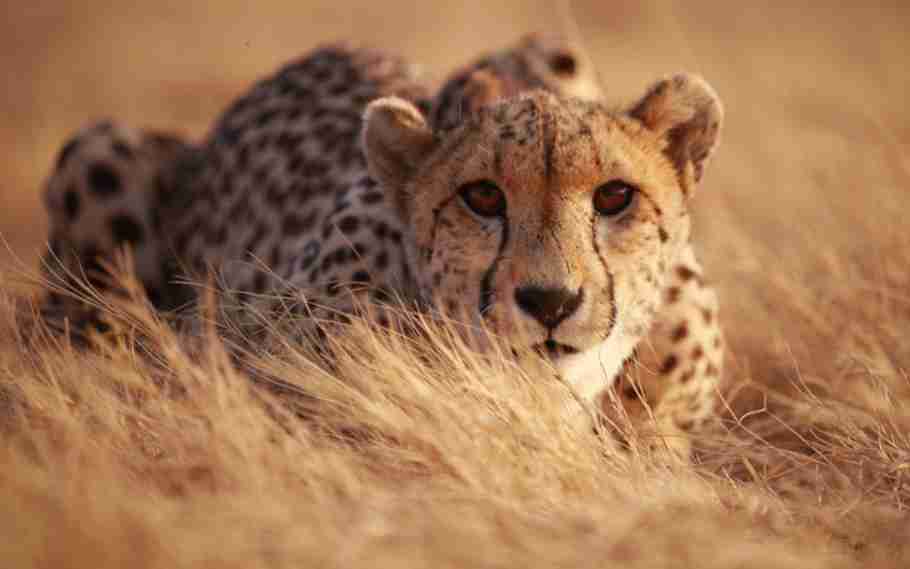 cheetahs to be brought