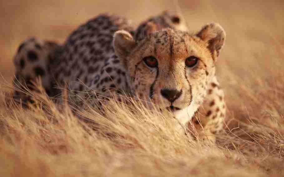 8 cheetahs to be brought from Namibia to India on Modi's Birthday 1 cheetahs to be brought
