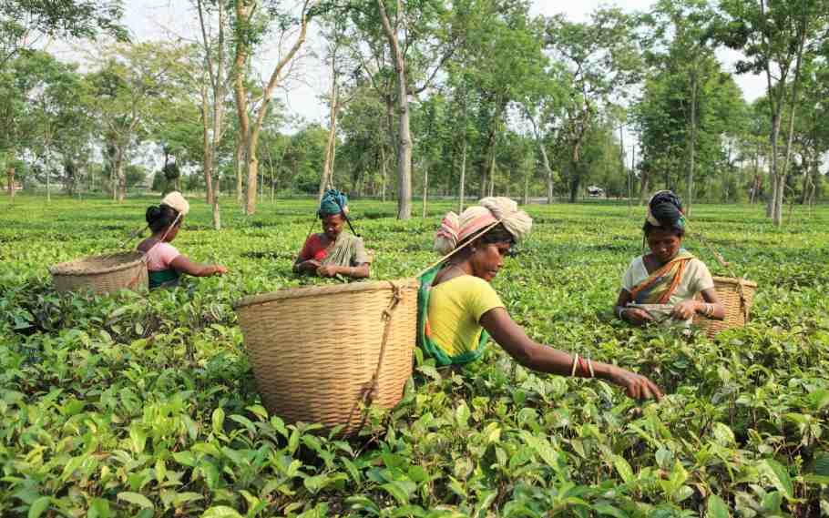 13 Major TE Groups Agreed To Pay 20% Puja Bonus 2 13 Major TE Groups