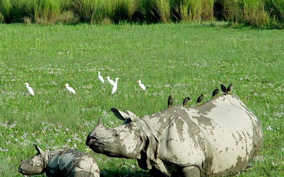 Kaziranga National Park: A Home To 2,613 Rhinos Including Adults 3 Kaziranga National Park