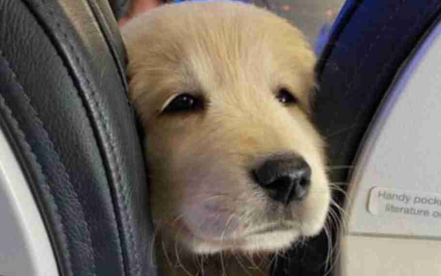 Akasa Air to allow pets to fly with owners on board 2 Akasa Air to allow pets to fly