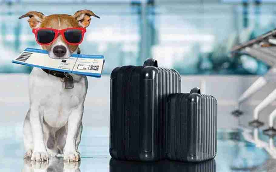 Akasa Air To Allow Pets To Fly With Owners On Board