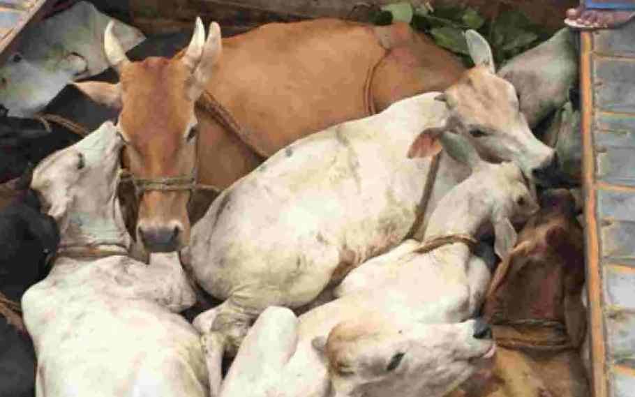 41 Cattle Heads Seized