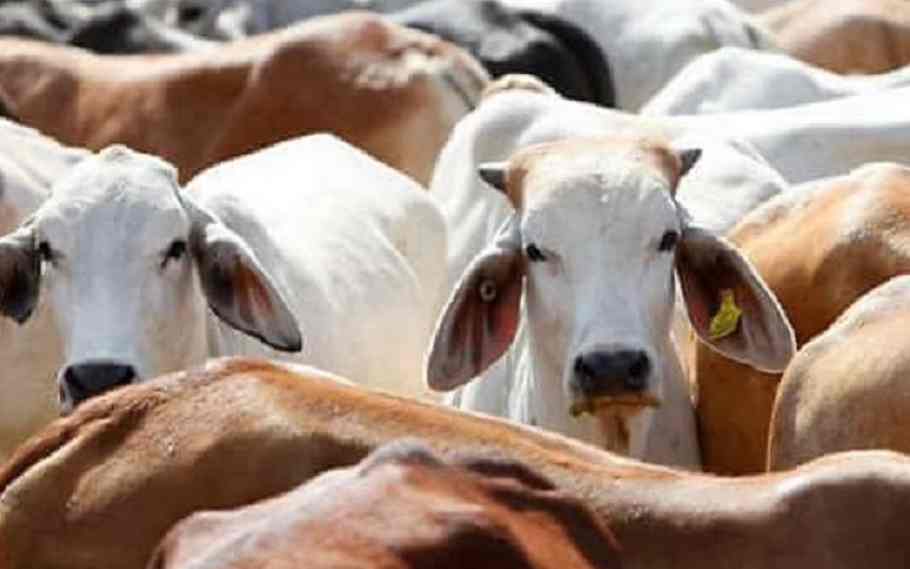 41 Cattle Heads Seized