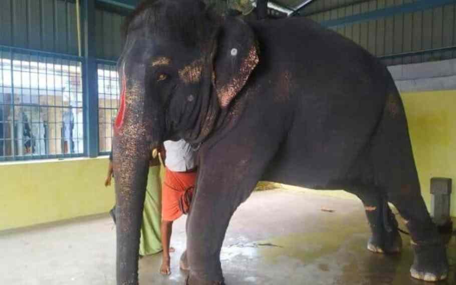 Joymala Mistreated Again In Tamil Nadu Temple: PETA India 1 Joymala Mistreated Again