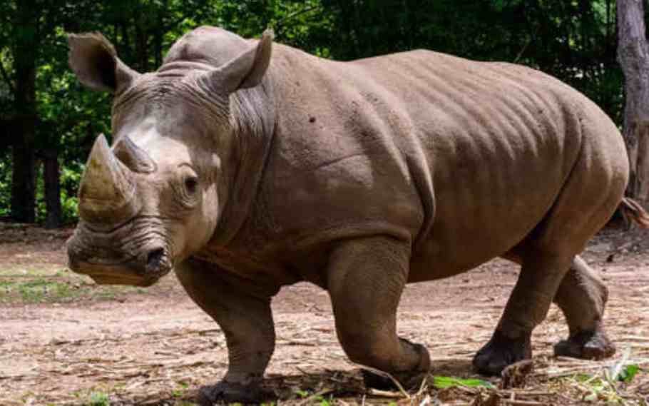 2 Injured In Rhino Attack At Kaziranga National Park, Assam 1 2 Injured In Rhino Attack