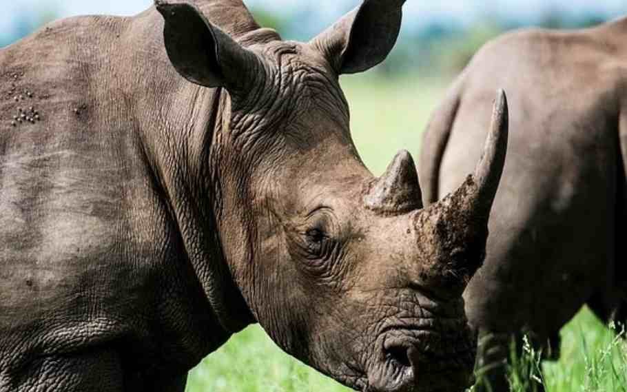 2 Injured In Rhino Attack At Kaziranga National Park, Assam 2 2 Injured In Rhino Attack