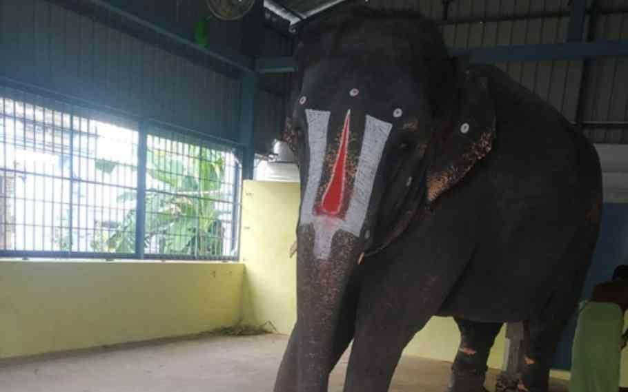 Joymala Mistreated Again In Tamil Nadu Temple: PETA India 2 Joymala Mistreated Again