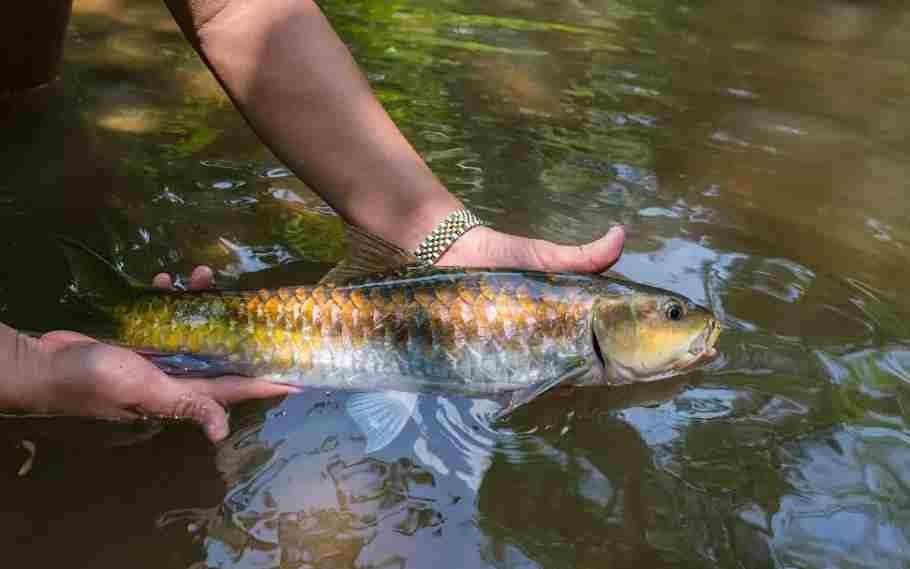 Northeast's First Fish Museum To Open In Arunachal Pradesh; Details Inside 1 Northeast's First Fish Museum