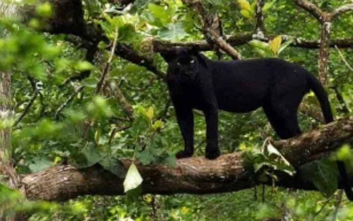 25 Exotic Animals Transferred