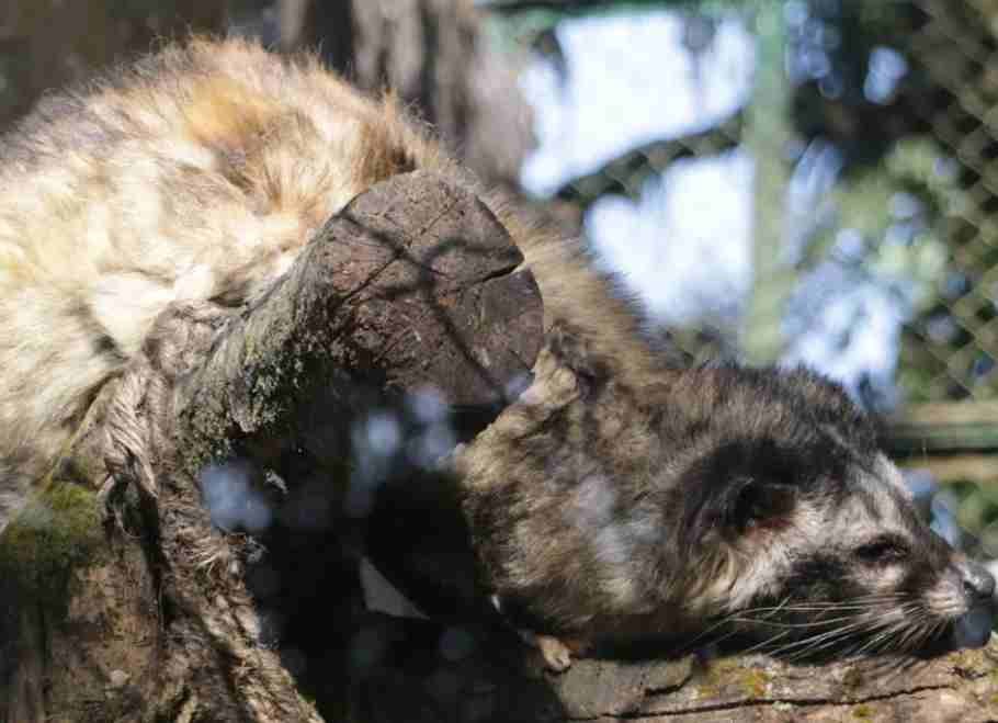 Three Civet Cats Rescued