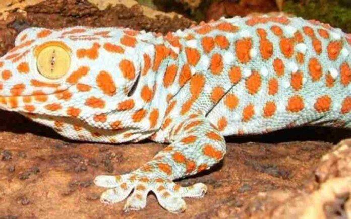 Gecko Lizards Rescued