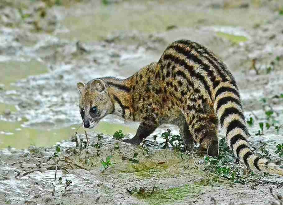 Three Civet Cats Rescued From Udmari Forest Beat Area Of Samaguri, Assam 2 Three Civet Cats Rescued