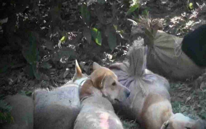 50 Dogs Rescued From Numaligarh
