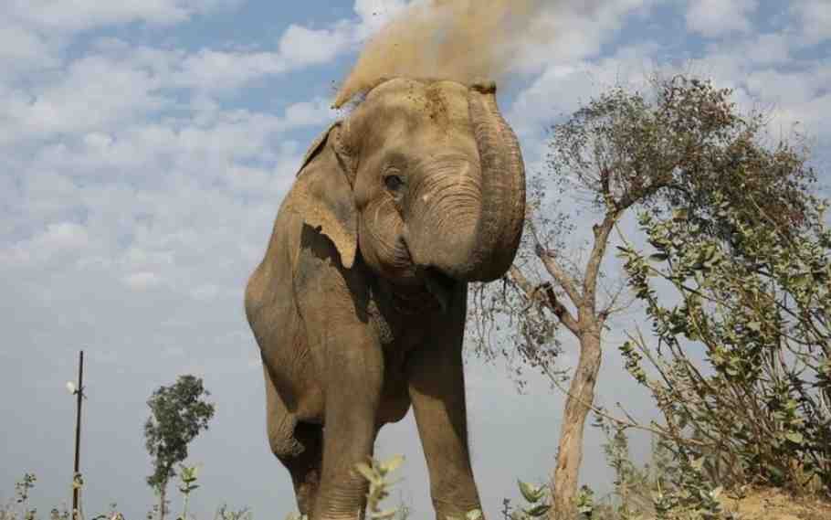 Elephants Attack Commuters