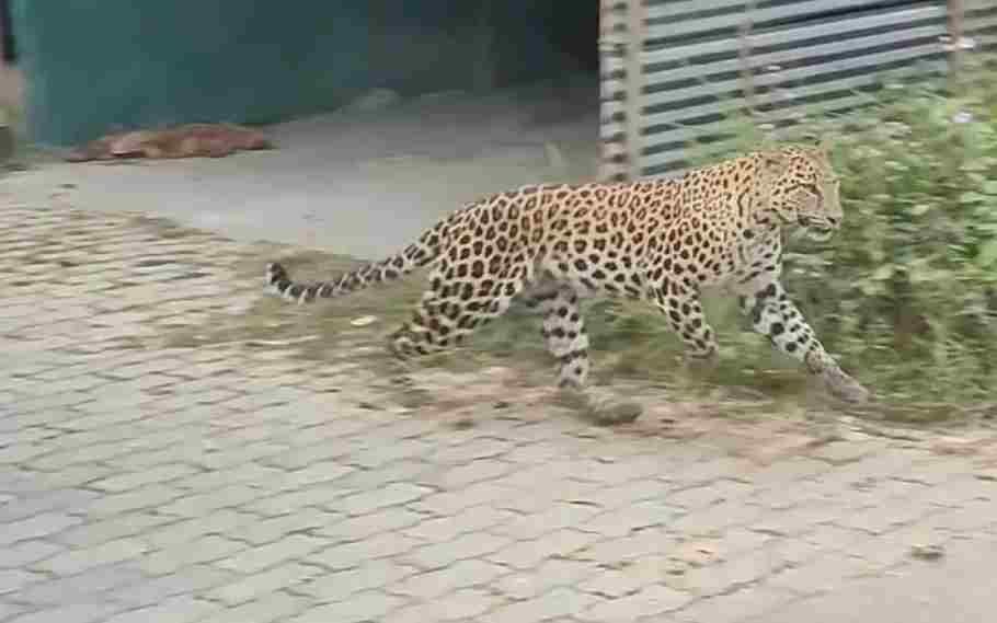 Three Forest Personnel Among 13 Injured In Leopard Attack In Jorhat, Assam 1 Leopard Attack In Jorhat