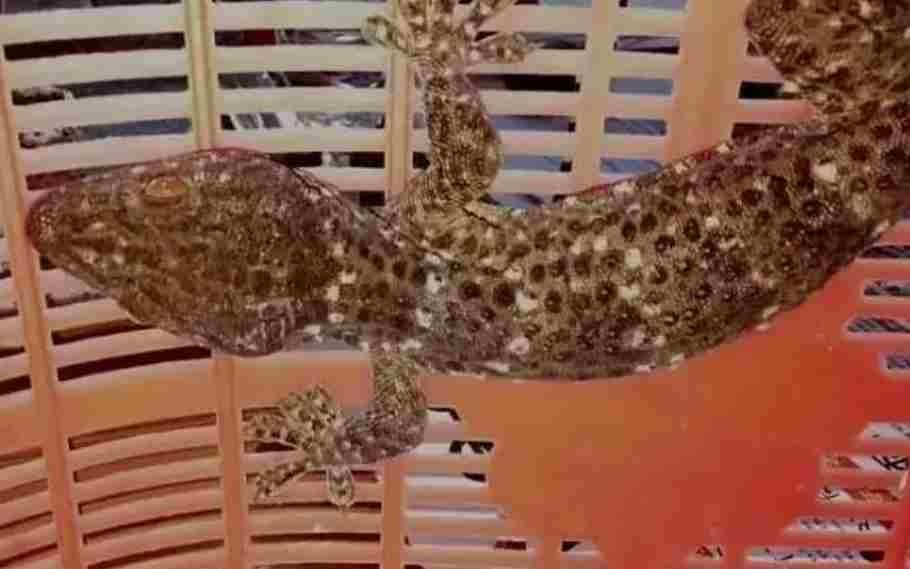Endangered Gecko Lizards Rescued In Chirang, Assam 1 Gecko Lizards Rescued