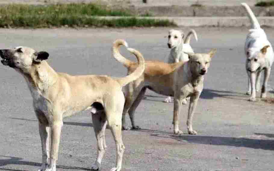 Stray Dogs Shot Dead In Bihar