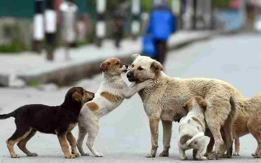 30 Stray Dogs Shot Dead In Bihar Following Government's Order 1 Stray Dogs Shot Dead In Bihar