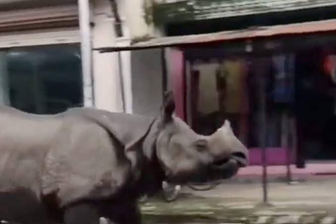 Rhinos Make Surprising House Call at building in Chitwan National Park, Causing a Stir Online 1 Two Rhinos in a building