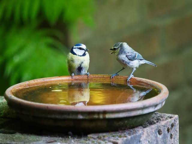 Kindness towards animals by keeping water bowls
