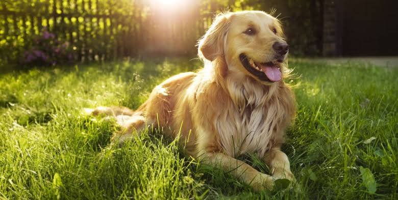 Heartwarming Dog story: Golden Retriever travels 64 Kilometers in 27 Days to return to its former owners 1 Dog’s heartwarming story