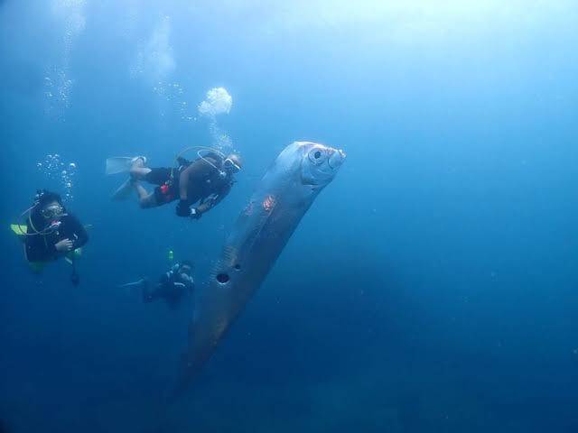Rare ocean encounter: Scuba Divers spot giant Oarfish off Taiwan's coast; mysterious holes spark curiosity
