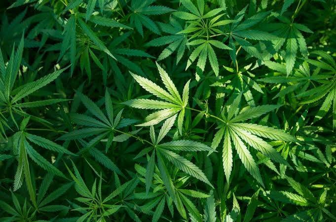 Shocking! Marijuana-laced chocolates allegedly distributed to children in Mangaluru; 2 arrested 1 Marijuana-laced chocolates allegedly distributed to children in Mangaluru; 2 arrested