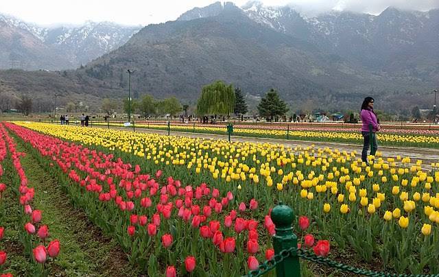 Tulip Garden enters World Book of Records as Asia's largest with 1.5 million flowers; see pics