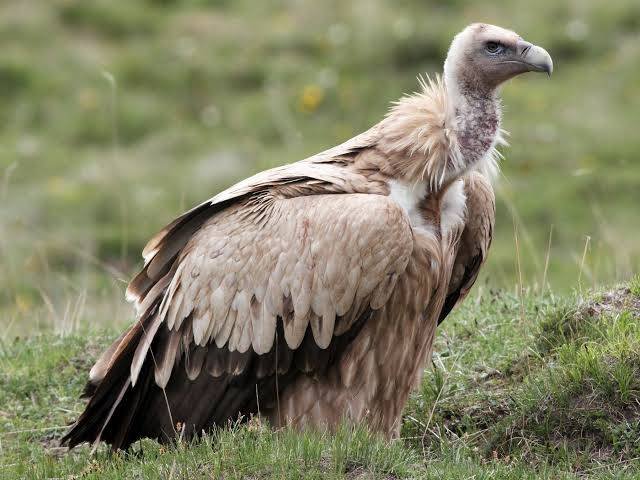 For the first time, Himalayan Vulture in Assam; Bombay Natural History Society Celebrates Captive Breeding Vulture 1 Himalayan Vulture in Assam; Bombay Natural History Society Celebrates Captive Breeding Vulture