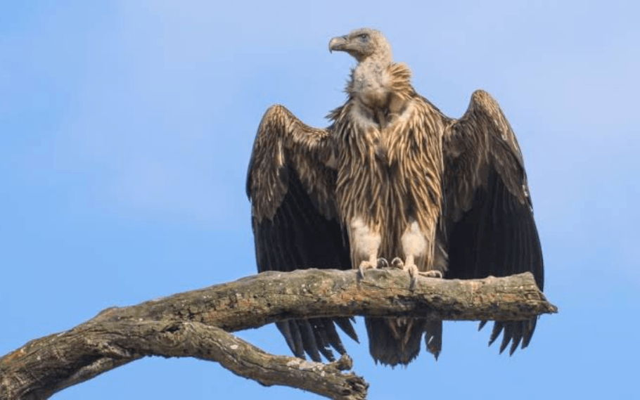 For The First Time, Himalayan Vulture In Assam; Bombay Natural History ...