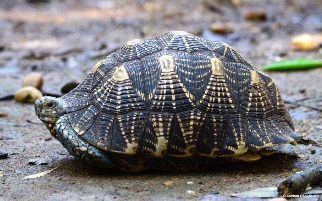 Unraveling the Tortoise and Turtle Trafficking Networks: A Comprehensive Study on Divergent Demands 1 Turtle Trafficking Networks: A Comprehensive Study on Divergent Demands